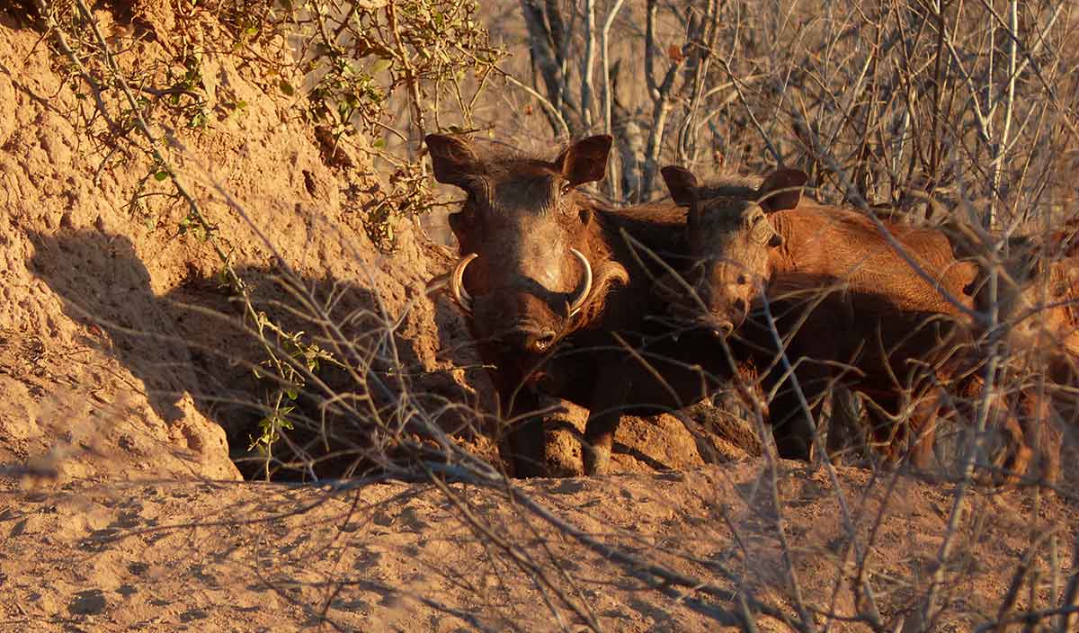 South Africa Safari