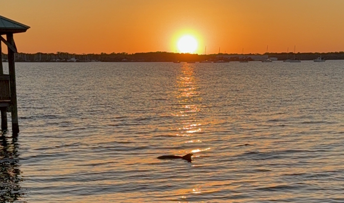 dolphin